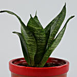 Sansevieria Plant in Red Terracotta Pot