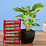 Money Plant & Center Fruit Candy Combo