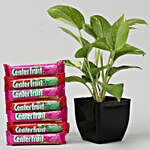 Money Plant & Center Fruit Candy Combo