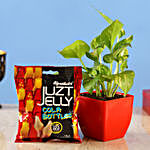 Money Plant & Juzt Jelly Candy Combo