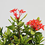 Beautiful Flowering Ixora Plant