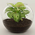 Syngonium Plant In Glass Pot Ganesha Table Top