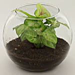 Syngonium Plant In Glass Pot Ganesha Table Top