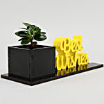 Ficus Compacta Plant In Best Wishes Planter