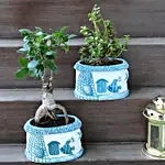 Ficus Ginseng Bonsai & Jade Plant Set