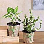 Jade & Green Syngonium Plant Set