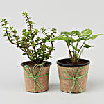 Jade & Green Syngonium Plant Set
