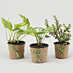 Potted Jade With Syngonium & Money Plant Set