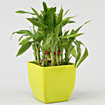 Two Layer Lucky Bamboo & Money Plant set