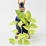Hanging Money Plant In Antiquity Bottle Planter with Coaster