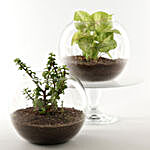 Jade & Syngonium Plant in Round Vase