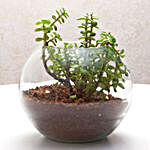 Jade & Syngonium Plant in Round Vase