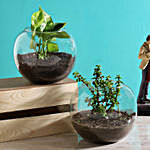 Money & Jade Plant Terrarium Set