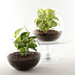 Money & Syngonium Plant Terrarium Set