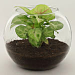 Money & Syngonium Plant Terrarium Set