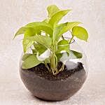 Money & Syngonium Plant Terrarium Set