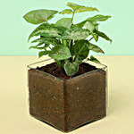 Potted Syngonium Plant