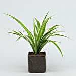 Potted Spider Plant