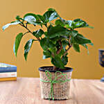 Potted Hibiscus Plant