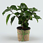 Potted Hibiscus Plant