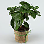 Potted Hibiscus Plant