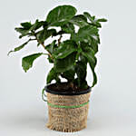 Potted Hibiscus Plant