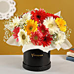 Mixed Brilliance Gerbera Blossoms Box