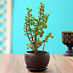 Jade Plant In Brown Oval Ceramic Vase