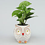 Money Plant In Hand-painted Ceramic Owl Planter