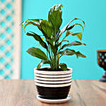 Peace Lily Plant In Black & White Ceramic Pot