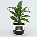 Peace Lily Plant In Black & White Ceramic Pot