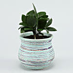 Zamia Plant In Green Lining Ceramic Vase