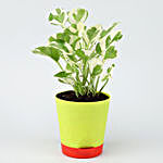 White Pothos Plant In Self Watering Green Pot