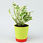 White Pothos Plant In Self Watering Green Pot