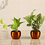 Golden Money Plant Potted Syngonium Combo