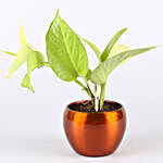 Golden Money Plant Potted Syngonium Combo