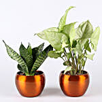 Green Sansevieria Syngonium Plant Combo
