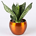 Green Sansevieria Syngonium Plant Combo