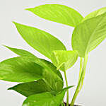 Money Plant Green Sansevieria Combo