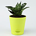Sansevieria Plant In Self Watering Green Pot