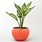 Aglaonema Plant In Orange Pumpkin Pattern Pot