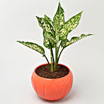 Aglaonema Plant In Orange Pumpkin Pattern Pot