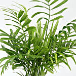 Chamaedorea Plant In Floral Design Metal Pot