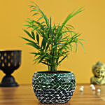 Chamaedorea Plant In Green Mosaic Design Metal Pot