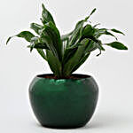 Dracaena Plant In Green Metal Pot