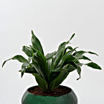 Dracaena Plant In Green Metal Pot