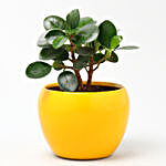 Ficus Compacta Plant In Yellow Metal Pot