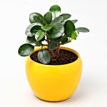 Ficus Compacta Plant In Yellow Metal Pot
