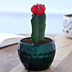 Flowering Cactus In Green Hammered Metal Pot
