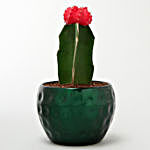Flowering Cactus In Green Hammered Metal Pot